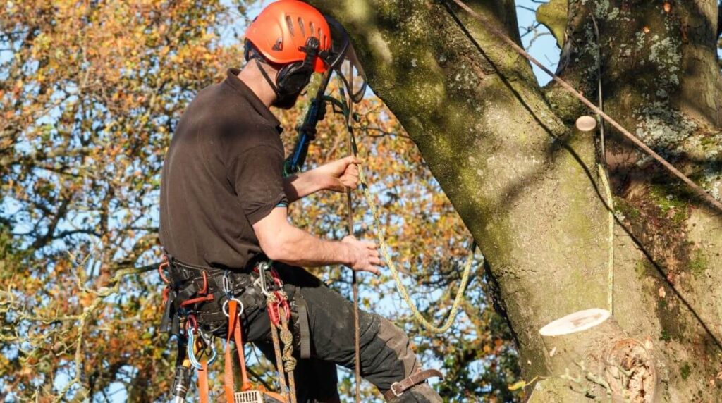 Tree Pruning