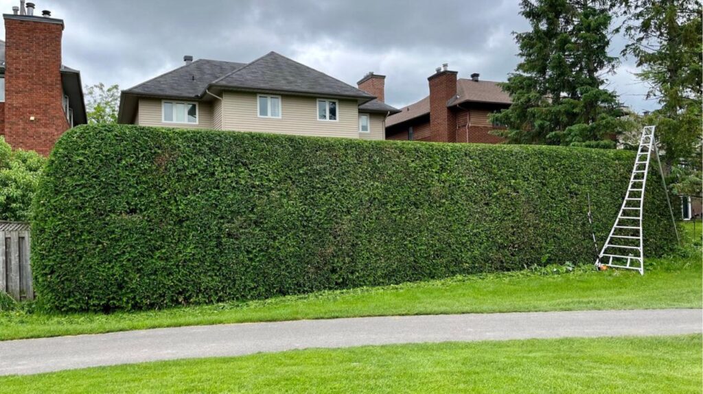 Hedge Shaping